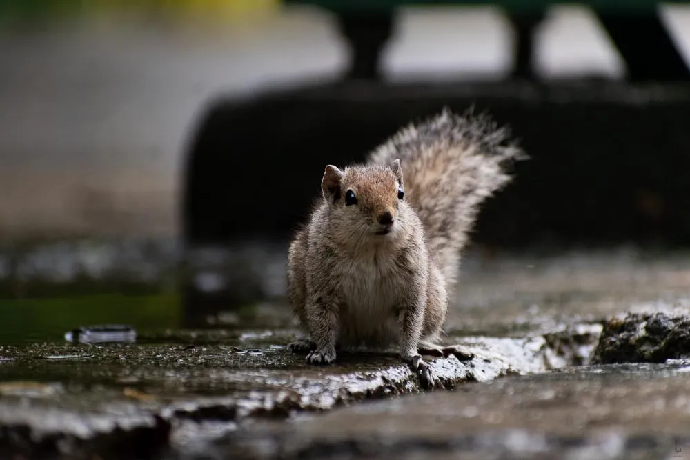 A squirell hunting for food after the rain.