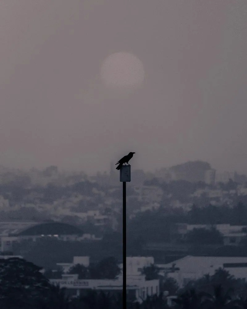 A crow sitting on a pole during sunset.