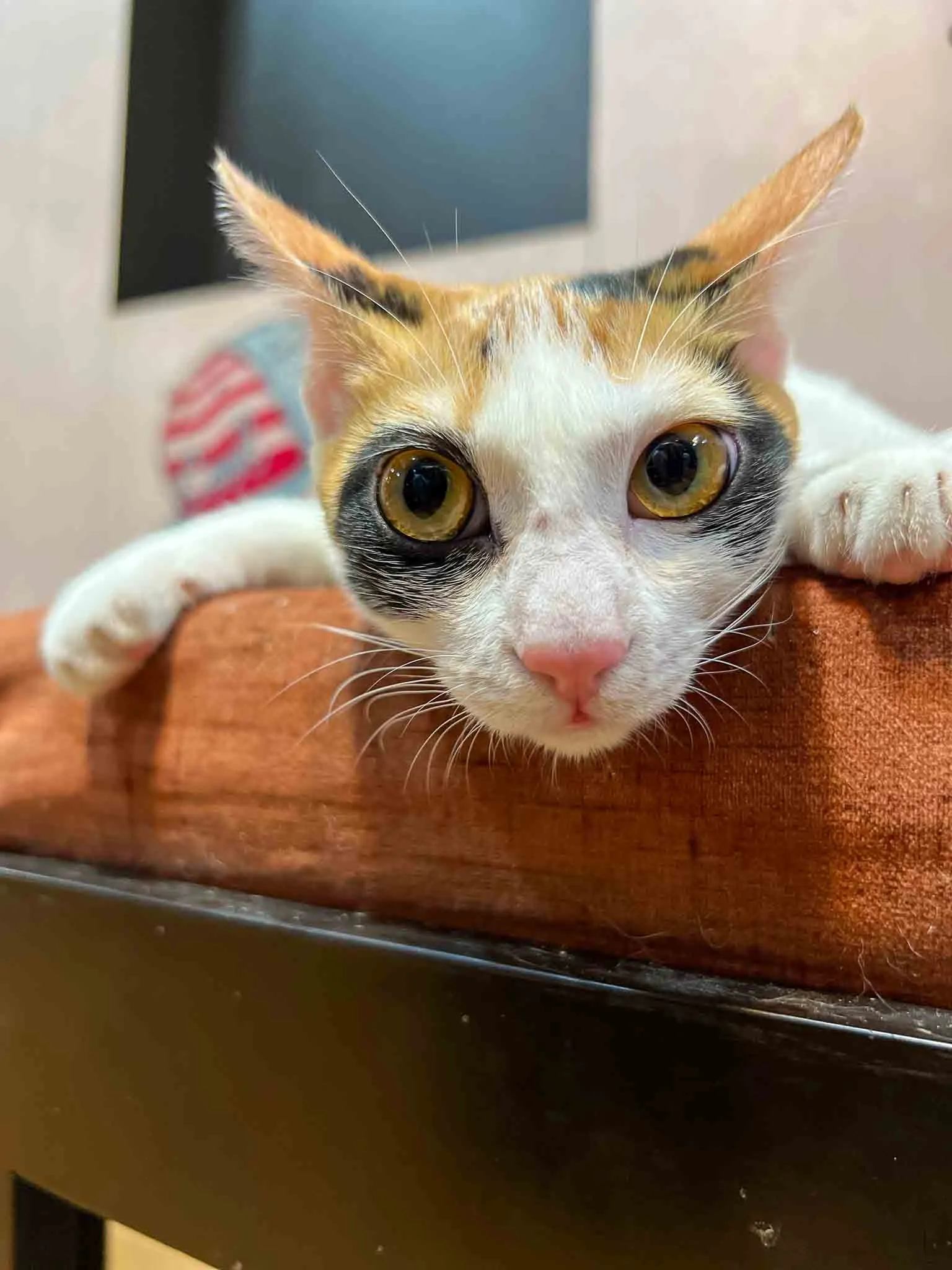A derpy cat