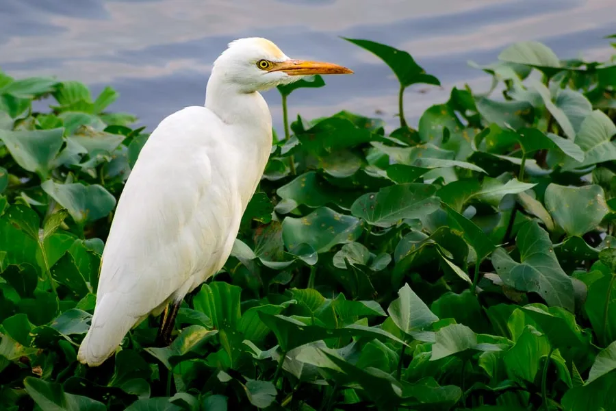 An egret hunting flies in Madiwala Lake, Bengaluru.