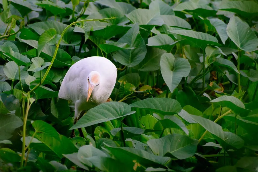 An egret hunting flies in Madiwala Lake, Bengaluru.