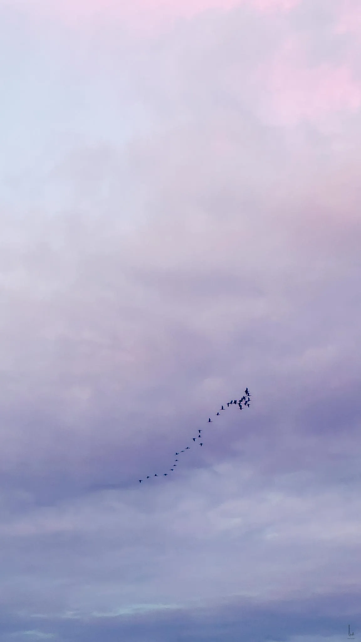 A photo of a flock of birds flying in a stunning evening sky with purple hues.