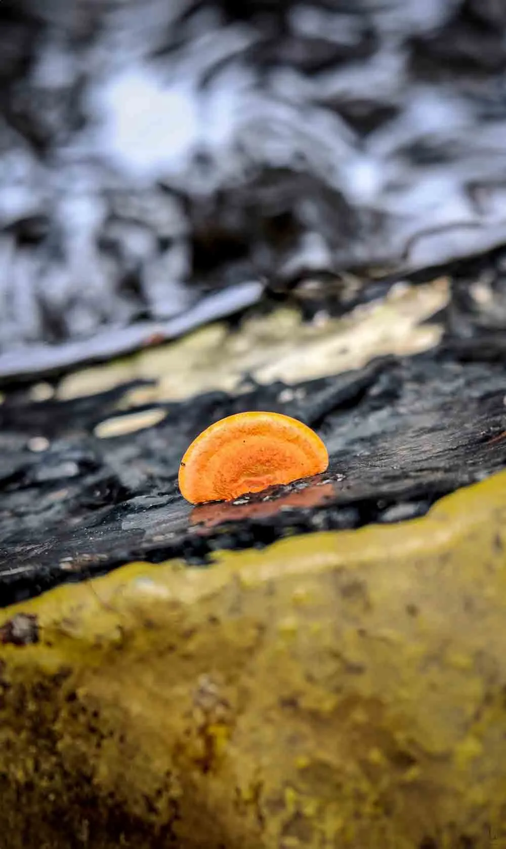 A photo of a white rot fungus growing on a rotting wooden canoe.