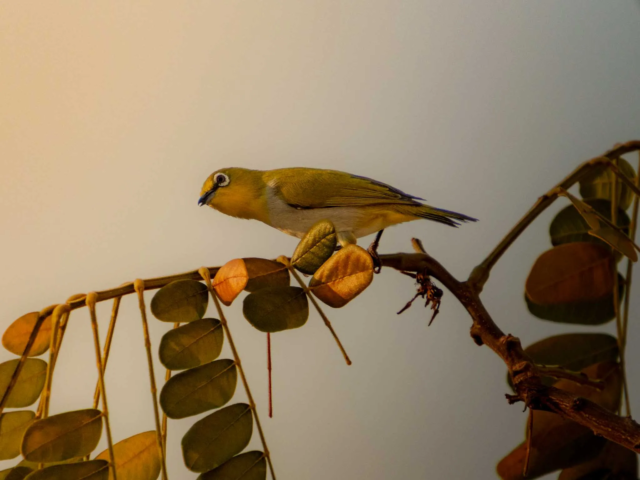 An indian white eye bird perched on a branch during sunset.