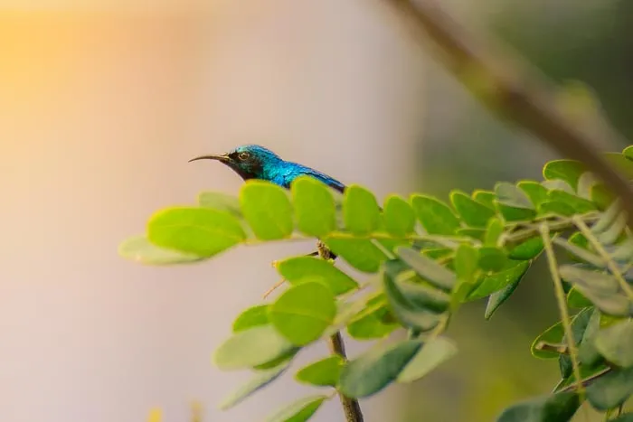 A purple sunbird perched on a branch.