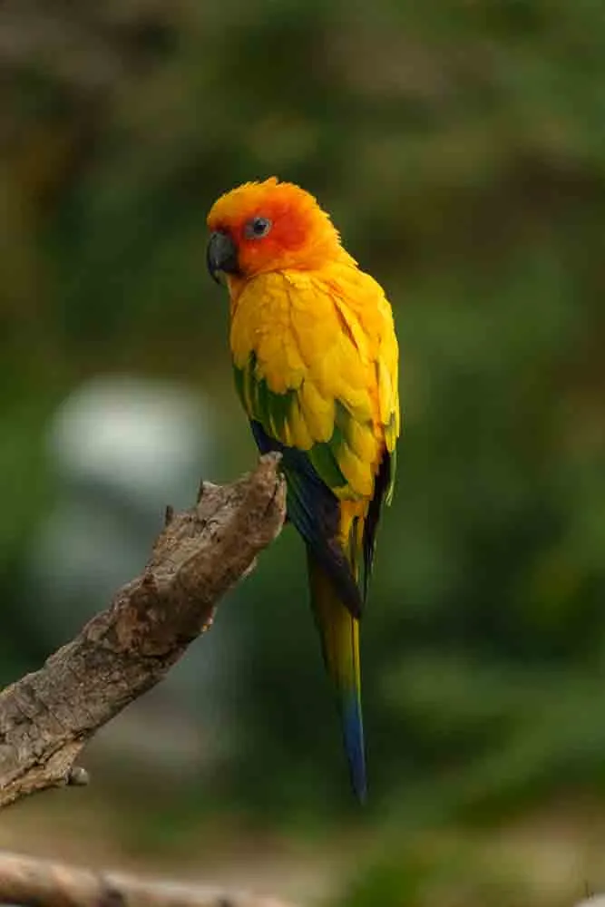 A sleepy sun parakeet bird perched on a branch in Nagar Van.