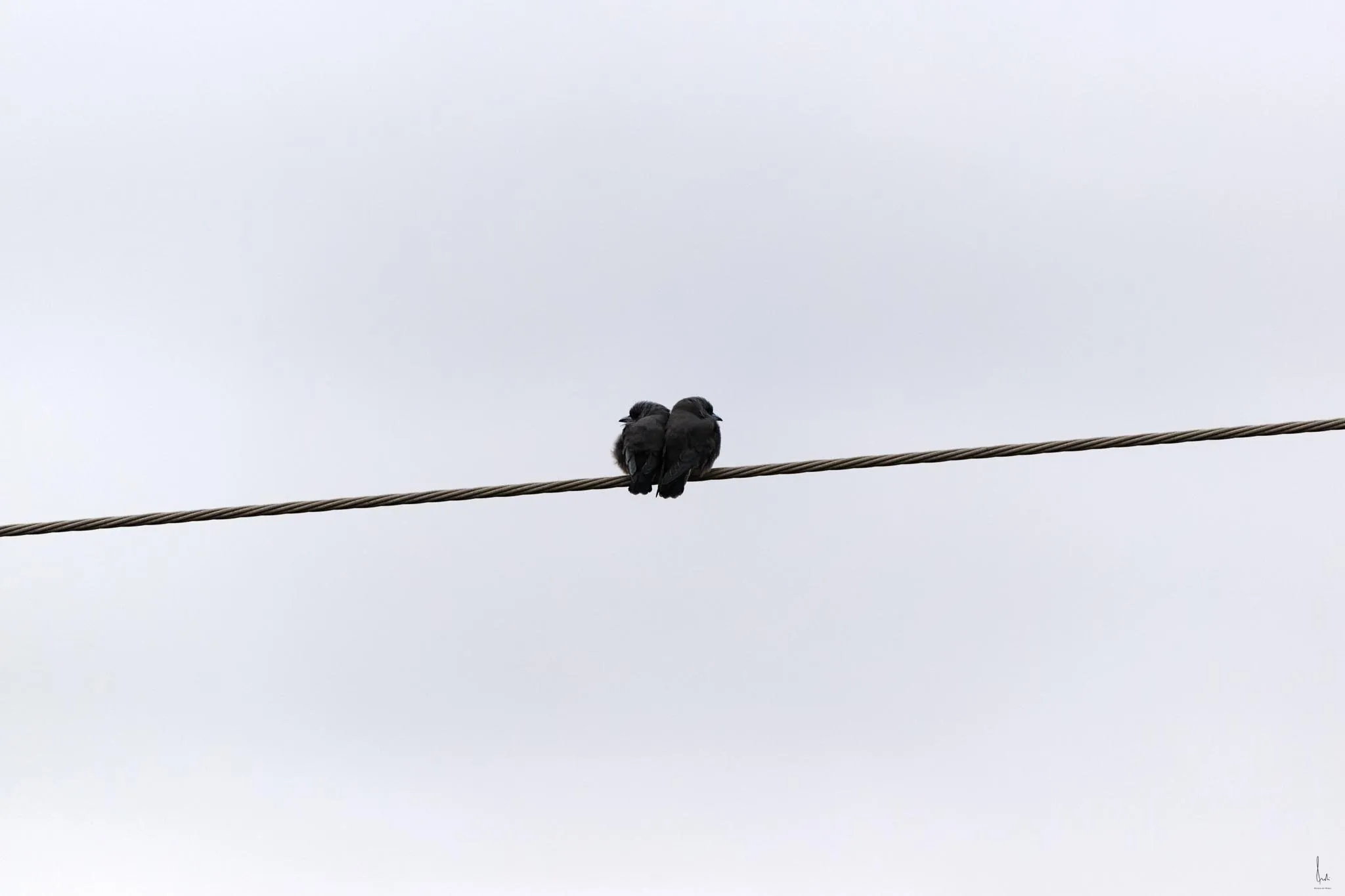 Two little birdies snuggled together on a high tension electric wire.