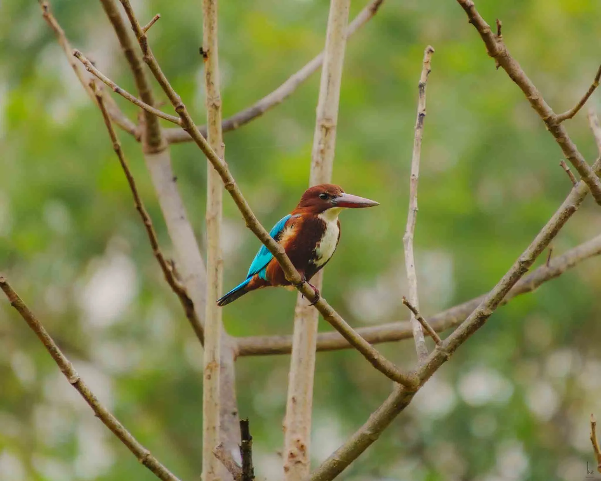 A white throated kingfisher bird perched on a branch in Nagar Van.